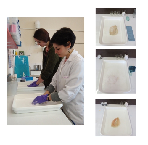 During the wet cleaning: Emily and I at the sponge cleaning procedure (left). At right, images of lace no.287 during the soak (top), lather (centre) and rinse (bottom)